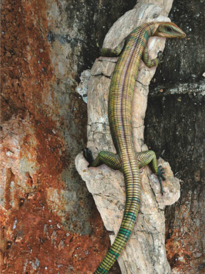  Ascendonanus ist das älteste bekannte Wirbeltier, das spezielle Anpassungen an das Klettern zeigt.