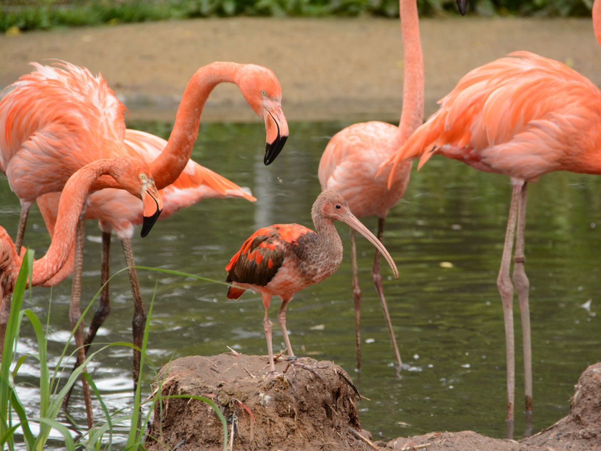 Flamingogruppe mit Jungtier