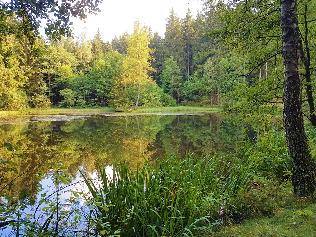 Teich am Gewässererlebnispfad in Eubabrunn im Vogtland