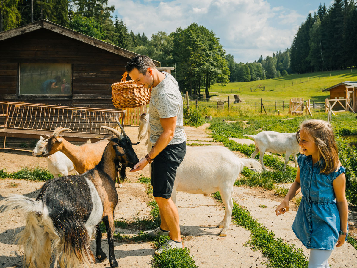 Vater und Tochter im Streichelgehege mit Ziegen Gläserner Bauernhof
