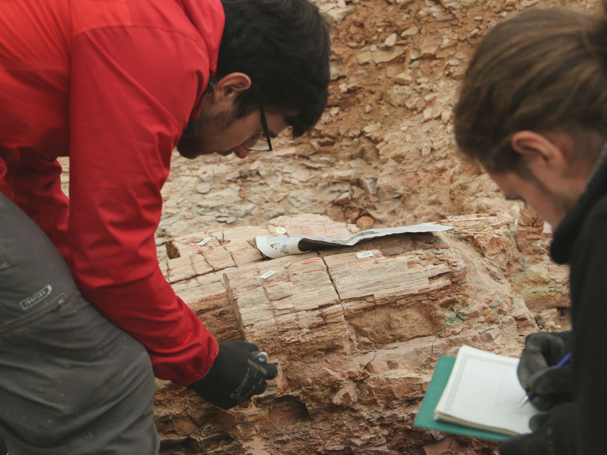 Zwei Archäologen beugen sich über eine Grabungsstelle mit fossilen Baumstämmen im Boden. 