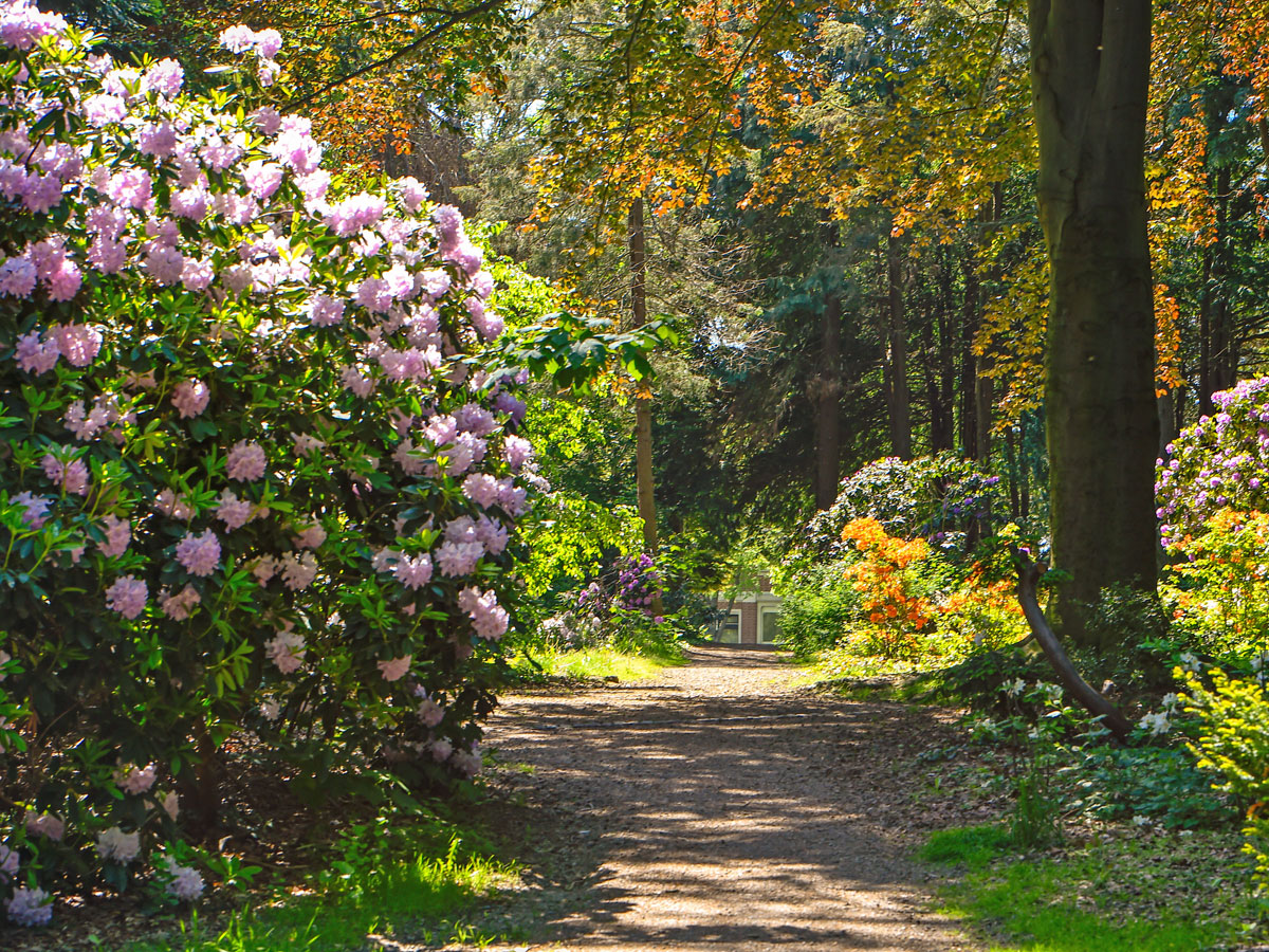Blühende Rhododendren im Volkspark Kamenz
