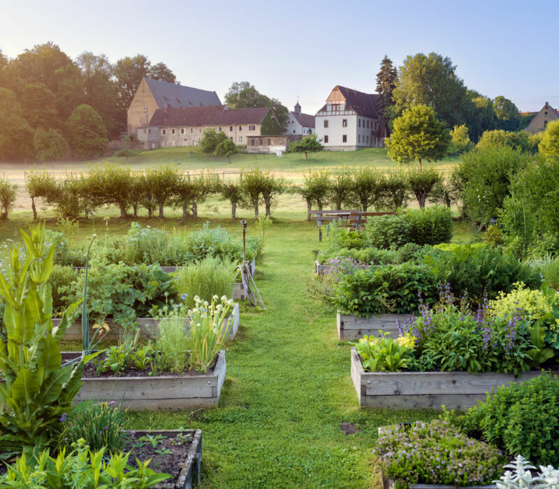 Hochbeete bepflanzt mit üppigen Kräutern stehen im Kräutergarten des Klosterparks Altzella, im Hintergrund sind die alten Gebäude des Klosters Altzella zu sehen