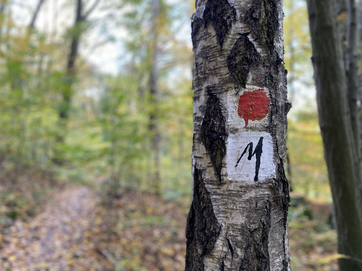 Ein aufgemaltes schwarzes "M" auf weißem Grund an einem Baumstamm markiert den Wanderweg Malerweg in der Sächsischen Schweiz.