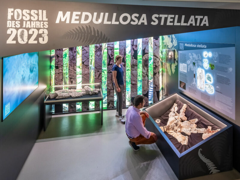 Ein Mann und eine Frau schauen sich in der Ausstellung des Museums für Naturkunde Chemnitz in einer Vitrine das Fossil einer Pflanze mit farnartigem Laub an.