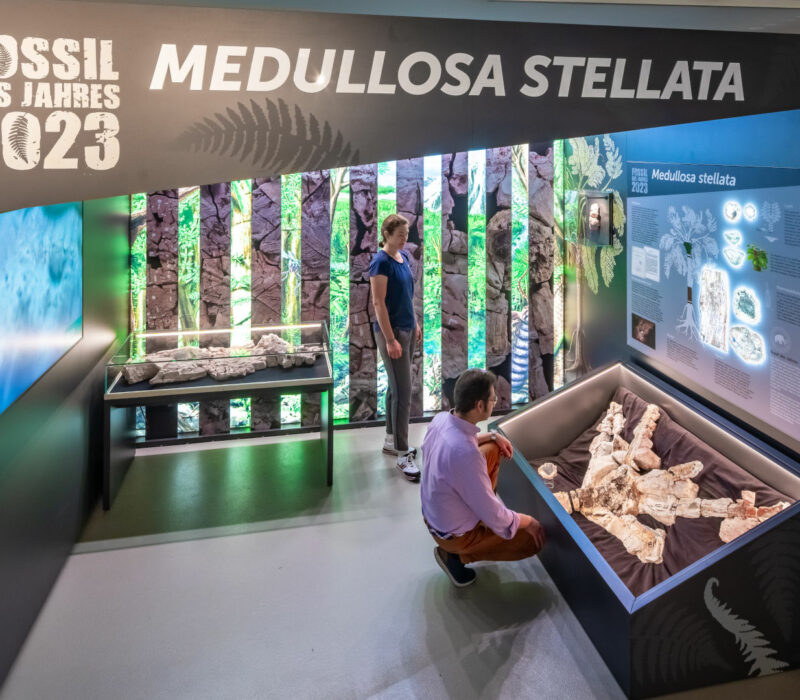 Ein Mann und eine Frau schauen sich in der Ausstellung des Museums für Naturkunde Chemnitz in einer Vitrine das Fossil einer Pflanze mit farnartigem Laub an.