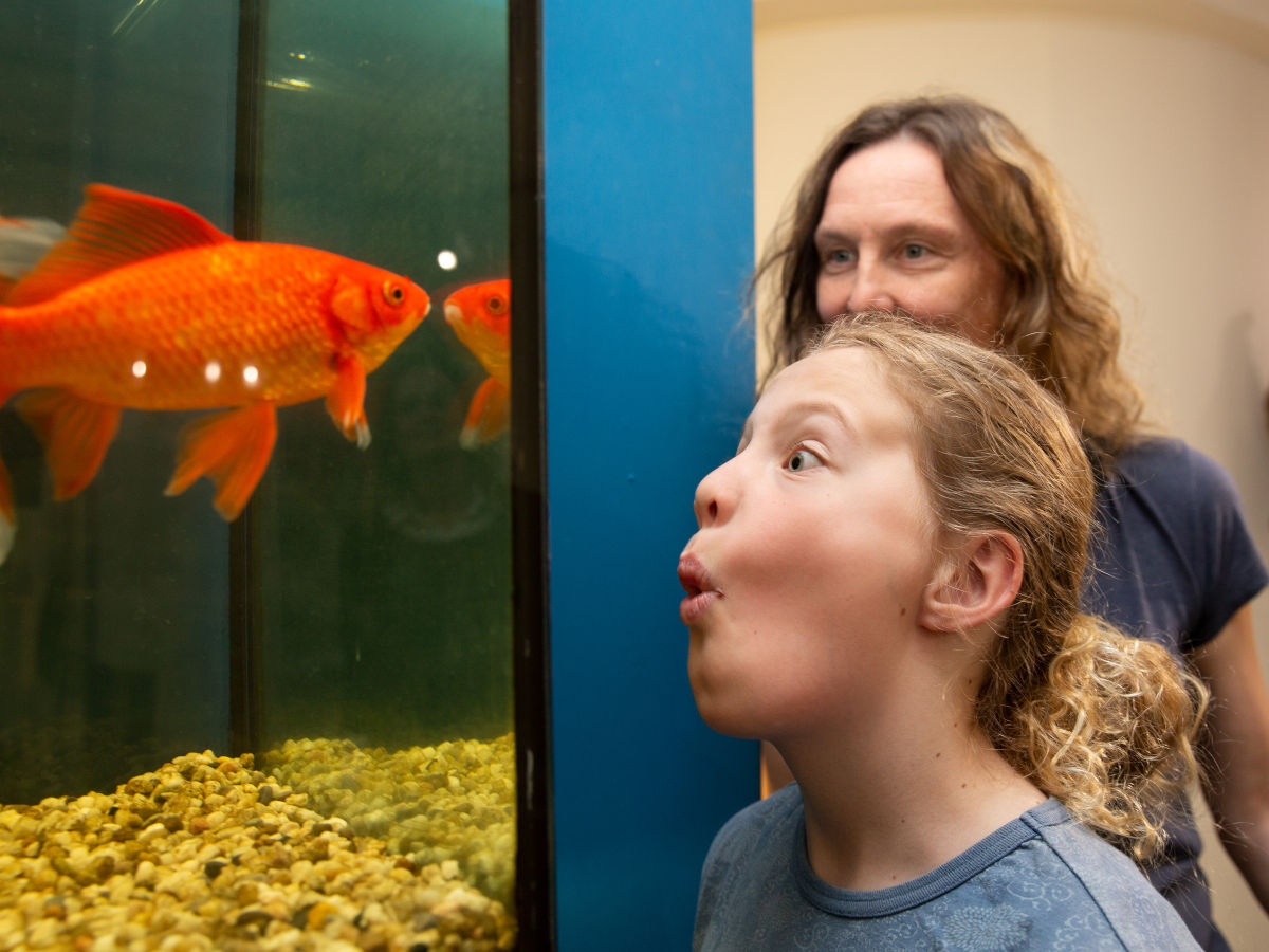 Ein Mädchen betrachtet staunend einen orangefarbenen Fisch in einem Aquarium.