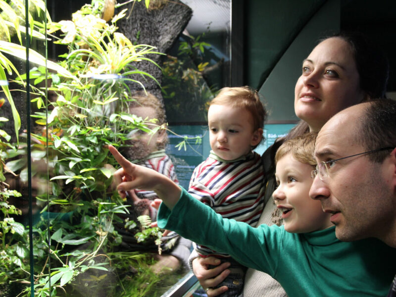 Ein junger Vater mit Halbglatze hält einen etwa vierjährigen Jungen auf dem Arm, dahinter steht die Mutter mit einem etwa zweijährigen Kind. Sie zeigen auf eine grün bepflanztes Terrarium.