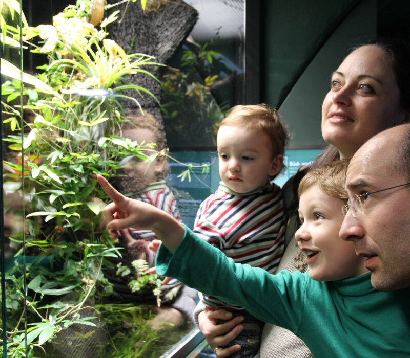 Ein junger Vater mit Halbglatze hält einen etwa vierjährigen Jungen auf dem Arm, dahinter steht die Mutter mit einem etwa zweijährigen Kind. Sie zeigen auf eine grün bepflanztes Terrarium.