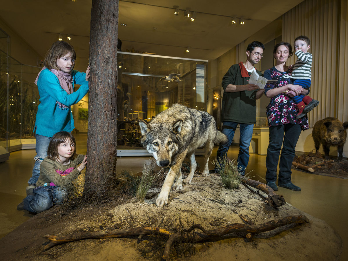 In der Bildmitte ist ein ausgestopfter Wolf zu sehen, der in einem Museum steht. Links davon lehnen an einem Baumstamm zwei staunende Mädchen, rechts davon stehen Mutter und Vater. Die Mutter hält ein Kleinkind auf dem Arm. 