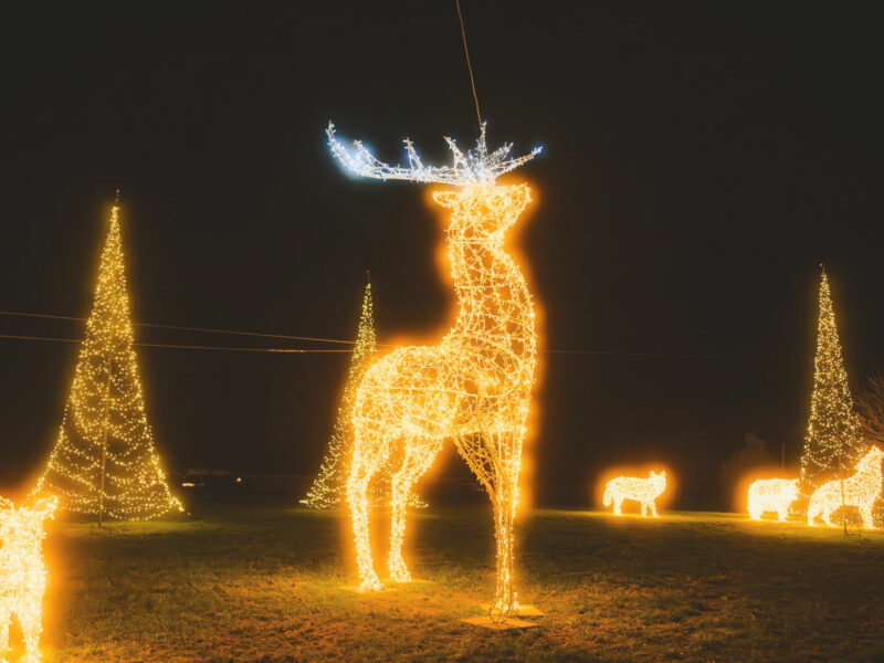 Die Skulptur eines Hirsches aus tausenden LED-Lichtern steht vor einem dunklen Nachthimmel in einem Park