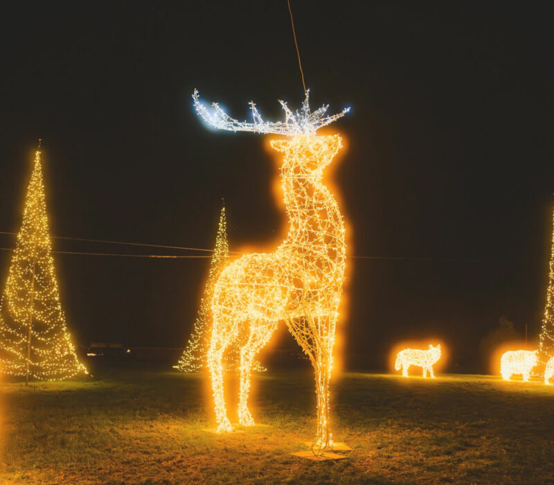 Die Skulptur eines Hirsches aus tausenden LED-Lichtern steht vor einem dunklen Nachthimmel in einem Park