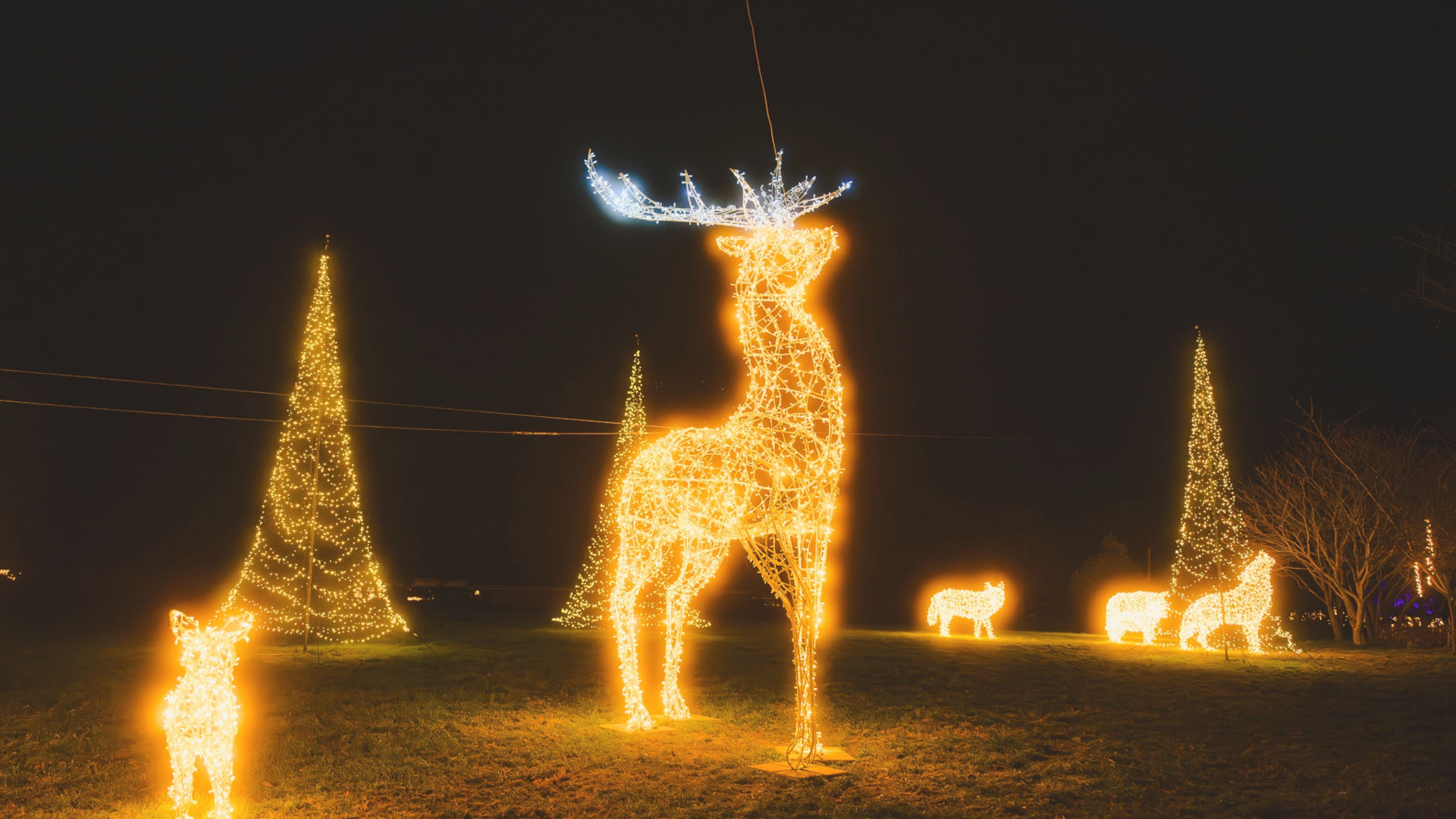 Die Skulptur eines Hirsches aus tausenden LED-Lichtern steht vor einem dunklen Nachthimmel in einem Park