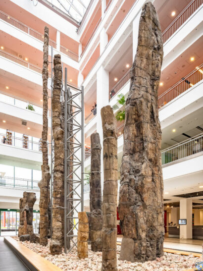Fossile Baumstämme stehen im Lichthof des Kulturzentrums Tietz in Chemnitz.