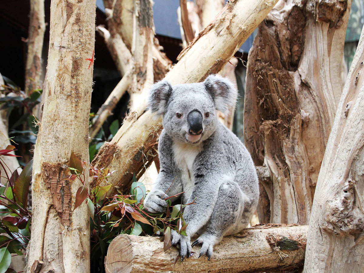 Koala im Zoo Leipzig